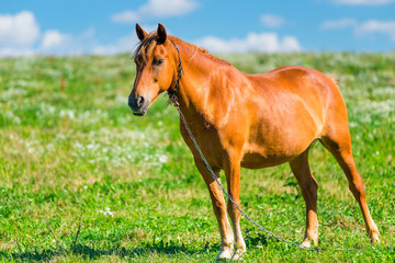 brown horse in a pasture on a sunny day