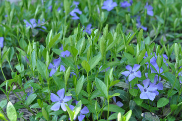 Periwinkle violet flowers spring nature