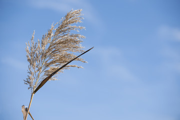 Close up of dry reed