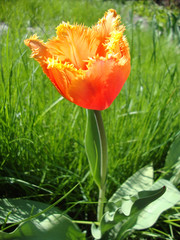 orange Tulip on a background of grass