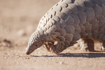 Pangolin digging for ants.