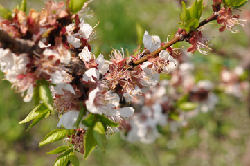 cherry blossom with young green leaves