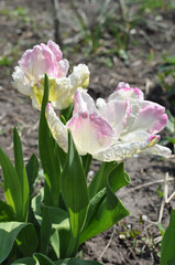 Naklejka premium white pink tulip against the background of the spring ground