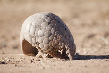 Pangolin digging for ants.