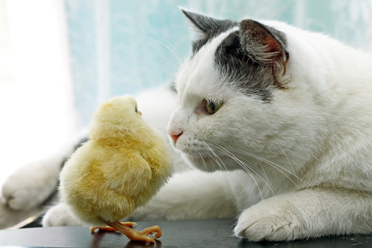 Image of cat sniffing cautiously chicken