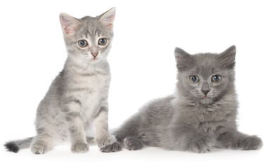 Fototapeta na wymiar British shorthair tabby kitten and gray kitten sitting