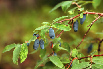 Honeysuckle bush with ripe berries, close-up
