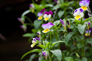 Image of colorful pansies on flowerbed, close-up