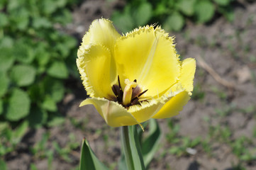 yellow  tulip with green leaves spring nature 