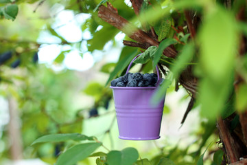 Bucket with berries hanging on honeysuckle bush