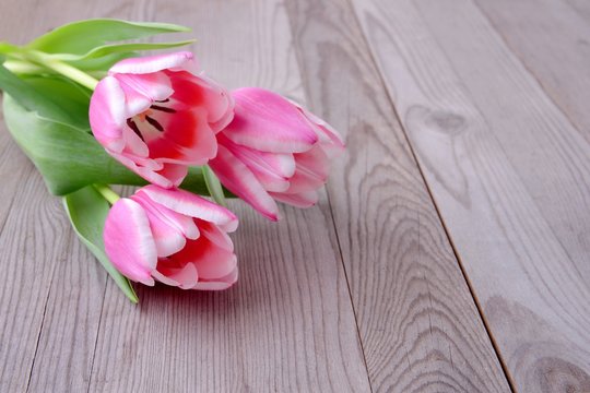 Pink tulips on wood background