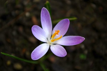 purple crocus spring flower 