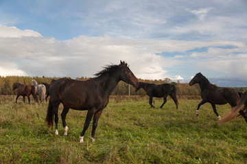 Fototapeta na wymiar Horses in Field