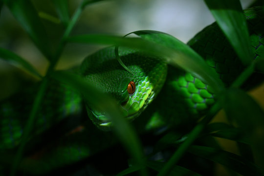 Green lurking pit viper between bamboo leaves with red eye.