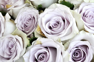 Bouquet of purple roses