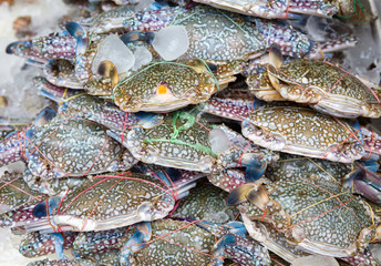 fresh blue craps in the ice, sea food in Thailand's market