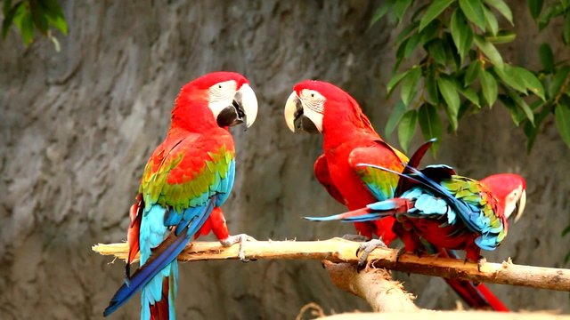macaw in chiangmai Thailand