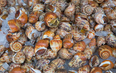 close up Babylonia areolata in the seafood market