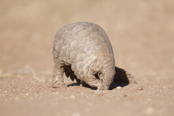 Pangolin digging for ants.