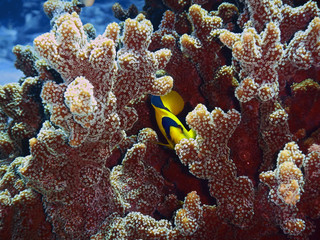 Fototapeta na wymiar Bicolor Angelfish (Centropyge bicolor) hiding in a coral