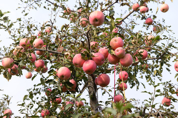 Many apples on the trees mature, close-up