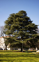 Obraz premium Big tree in a park