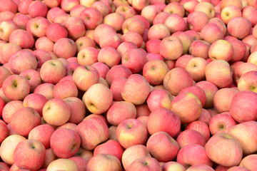 Many fresh apple stacked together