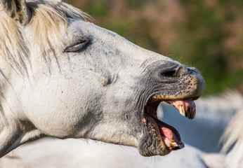 Portrait of the White Camargue Horse. Parc Regional de Camargue. France. Provence. An excellent illustration