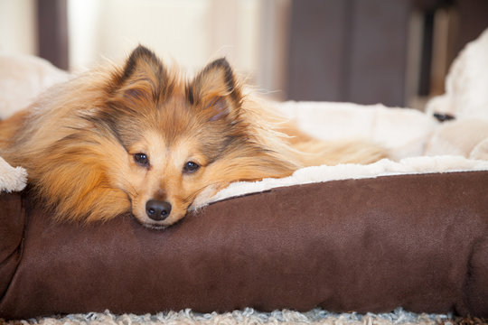 Sheltie Hund schaut aus dem K&ouml;rbchen / sheltie dog lie in dog basket 