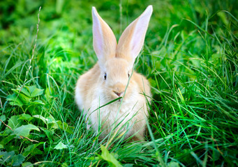 Little rabbit on green grass