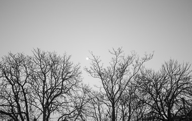 Fototapeta na wymiar Trees with Moon