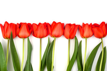 Red tulips lie in a row
