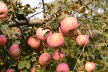 Many apples on the trees mature, close-up
