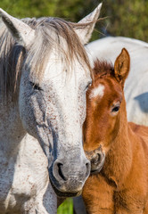 Obraz premium Mare with her foal. White Camargue horse. Parc Regional de Camargue. France. Provence. An excellent illustration