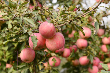 Many apples on the trees mature, close-up