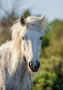 Portrait of the White Camargue Horse. Parc Regional de Camargue. France. Provence. An excellent illustration