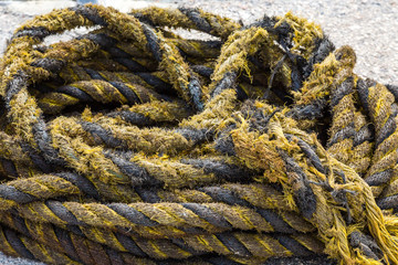 Yellow and Black Frayed Rope