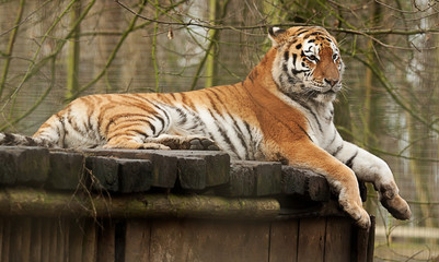 Resting Indian Tiger - 103511254
