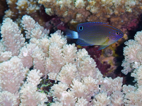 Speckled Damsel (Pomacentrus bankanensis) swimming in corals