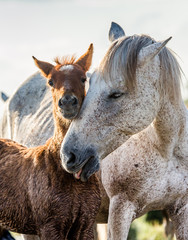 Obraz premium Mare with her foal. White Camargue horse. Parc Regional de Camargue. France. Provence. An excellent illustration
