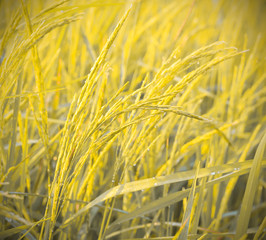 Fresh paddy rice plant