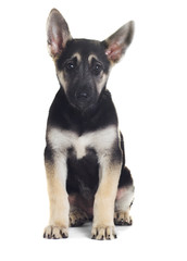 German shepherd puppy isolated
