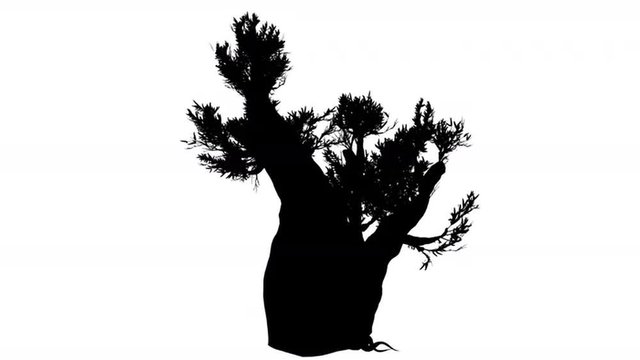 Bristlecone Pine Thick Trunk Coniferous Tree Pinus Longaeva Silhouette of Animated Tree is Swaying at The Wind Staggering Branches Leaves are Fluttering