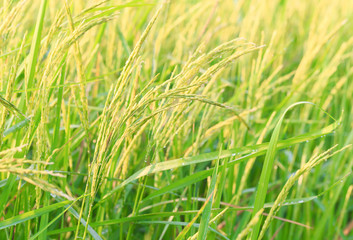 Fresh paddy rice plant