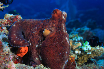 Reef octopus 