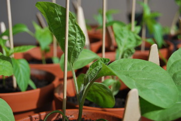 Jungpflanze - Gemüsepflanze