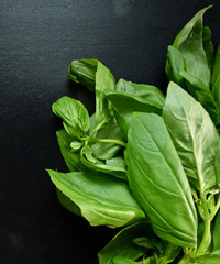 Fresh basil herb on black background