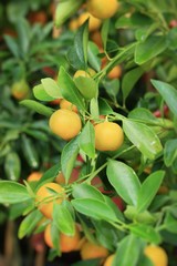 mandarin orange with tree