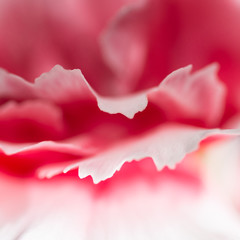 Carnation Abstract