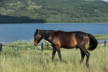 Beautiful horse in the field near lake